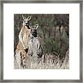 Teamwork #1 Framed Print