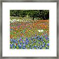 Texas Wildflowers #1 Framed Print