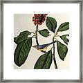 The Canada Warbler From The Birds #1 Framed Print