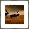 The Red Deer, Cervus Elaphus #1 Framed Print