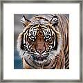 Tiger #1 Framed Print