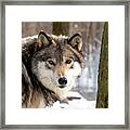 Timber Wolf Stare #2 Framed Print