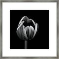 Tulip In Mono #1 Framed Print