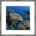 Turtle And A Photographer #1 Framed Print