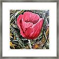 Umbrian Poppies 2 Framed Print