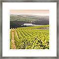 Vineyard At Sunset #1 Framed Print