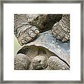 Volcan Alcedo Giant Tortoises Mating #1 Framed Print