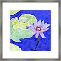 Water Lily Framed Print