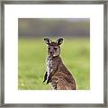 Western Grey Kangaroo Joey #1 Framed Print