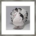 White And Black Indian Fantail Pigeon #1 Framed Print
