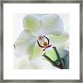 White Orchid #1 Framed Print