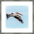 White Pelican #2 Framed Print