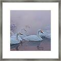Whooper Swans On The Surface Of A Lake #1 Framed Print