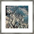 Winter Bare #2 Framed Print