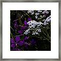 Yarrow #2 Framed Print