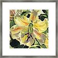 Yellow Lily #1 Framed Print