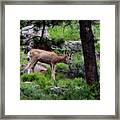 Young Mule Deer Feeding Framed Print