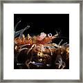 Zanzibar Whip Coral Shrimp #1 Framed Print