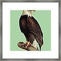 Bald Eagle #10 Framed Print