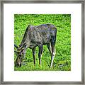 Animals Alaska Usa #12 Framed Print