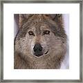 Wolf #12 Framed Print