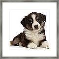 Mini American Shepherd Puppy #14 Framed Print