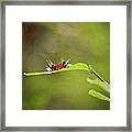 Outdoors  Nature #19 Framed Print