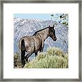 1dx20145 Framed Print