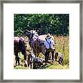 Amish Farming #2 Framed Print