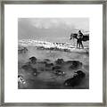 Animal Bath #2 Framed Print