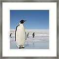 Antarctica, Snow Hill Island, Emperor #2 Framed Print