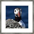 Atlantic Puffin #2 Framed Print