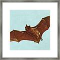 Bat Flying #2 Framed Print