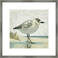 Beach Bird I #2 Framed Print