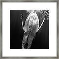 Black & Whale #2 Framed Print