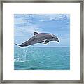 Bottlenose Dolphin Jumping #2 Framed Print