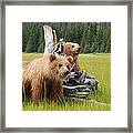 Brown Bears, Lake Clark National Park #2 Framed Print