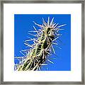 Buckhorn Cholla #2 Framed Print