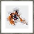 Bulldog #2 Framed Print