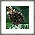 Butterfly #3 Framed Print