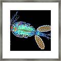 Cyclops Copepod With Eggs #2 Framed Print