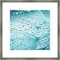 Dandelion Seed With Water Drops #2 Framed Print