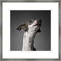 Dog Looking Away #2 Framed Print