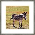 Donkey At Custer State Park #2 Framed Print