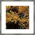 Fall #2 Framed Print