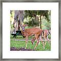 Feeding Deer #2 Framed Print