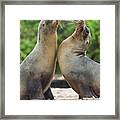 Galapagos Sea Lion Pair Greeting #2 Framed Print