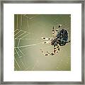 Garden Spider #2 Framed Print