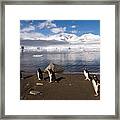 Gentoo Penguins #2 Framed Print