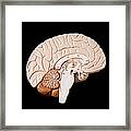 Human Brain Framed Print
